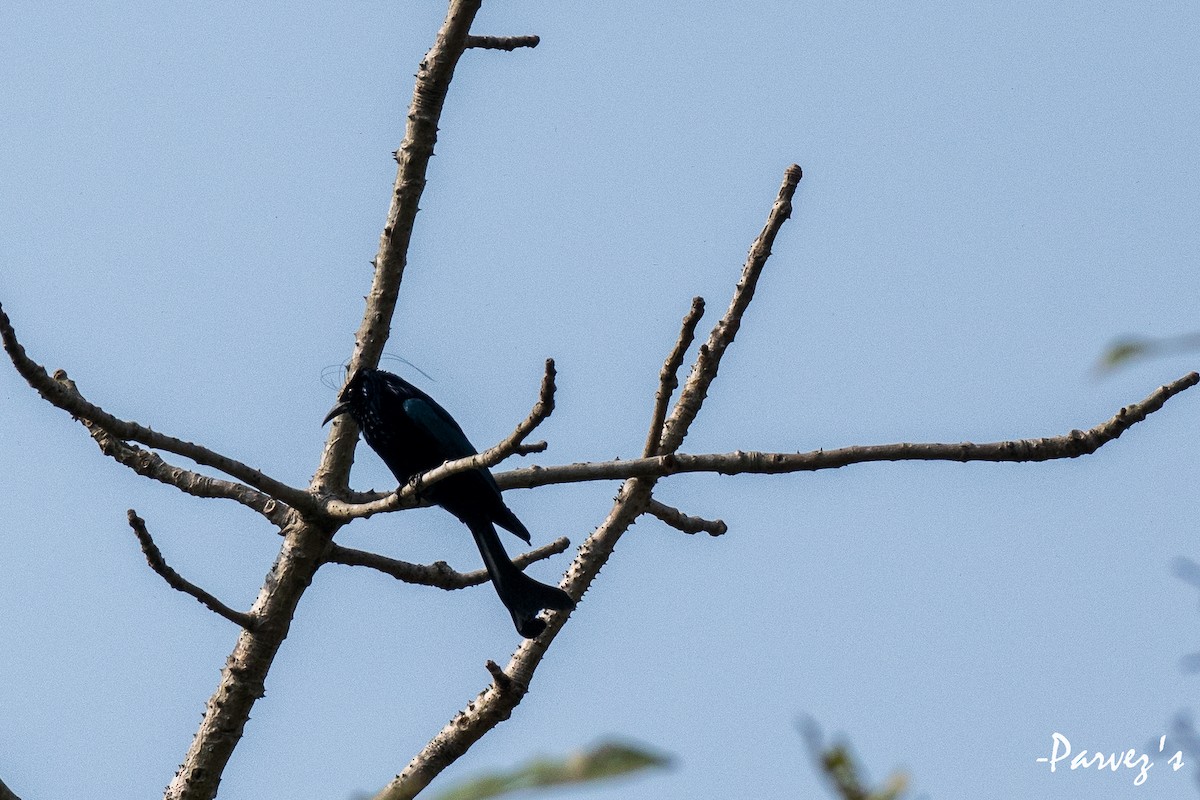 Hair-crested Drongo - ML615994786