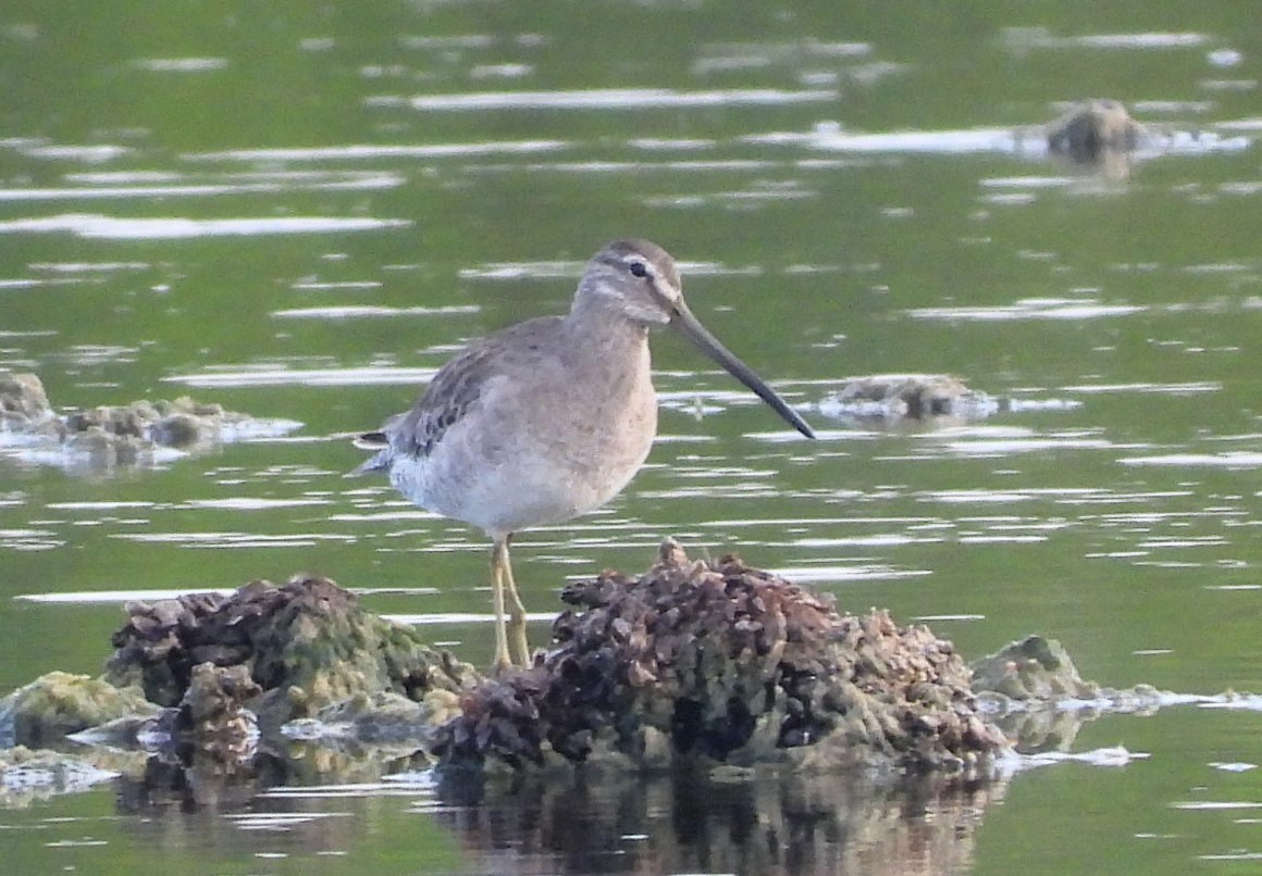 Long-billed Dowitcher - ML615994902