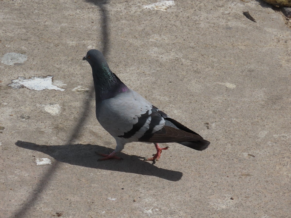 Rock Pigeon (Feral Pigeon) - ML615994964