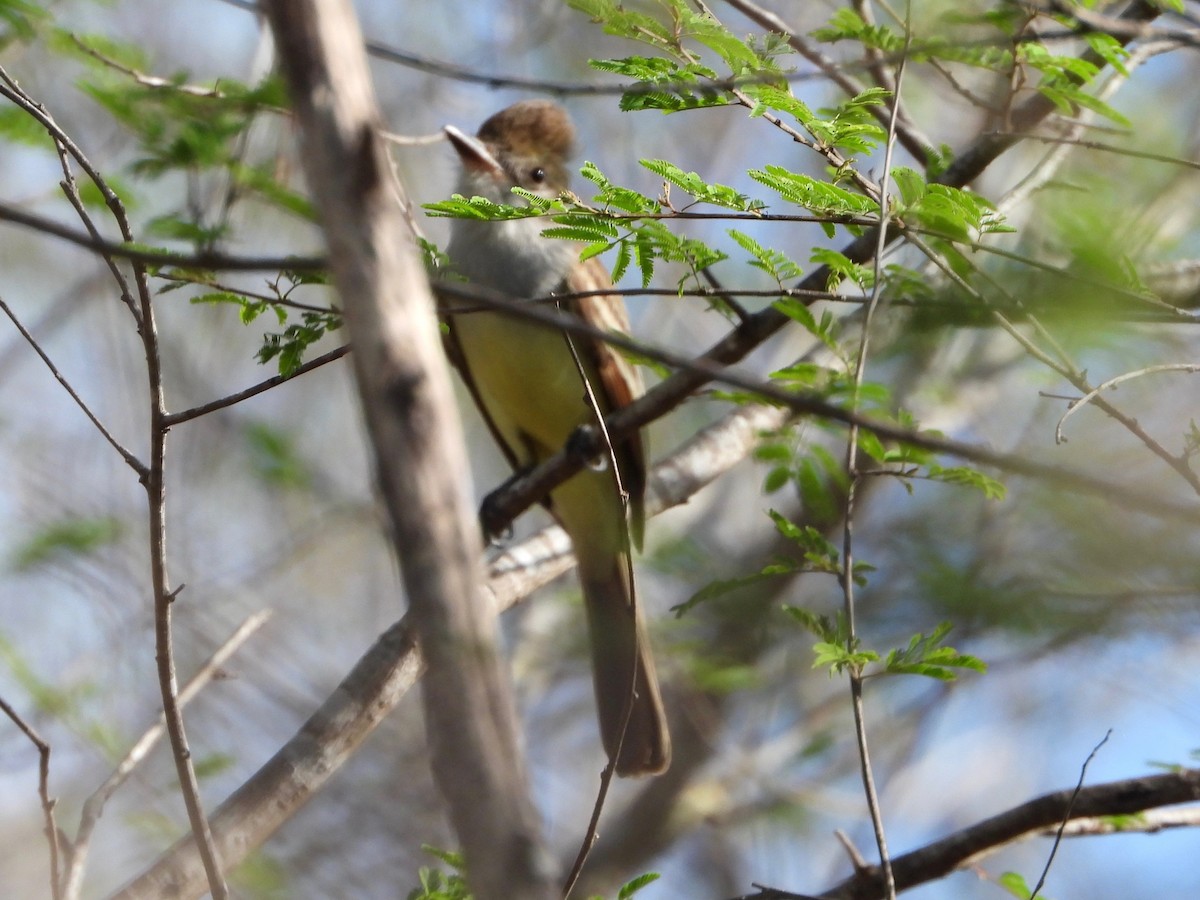 Brown-crested Flycatcher (South American) - ML615995031