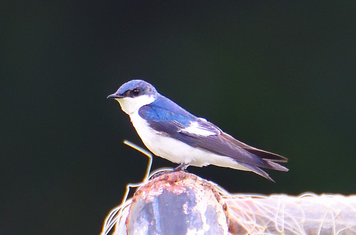 White-winged Swallow - ML615995071