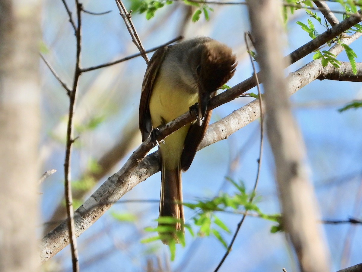 Brown-crested Flycatcher (South American) - ML615995072