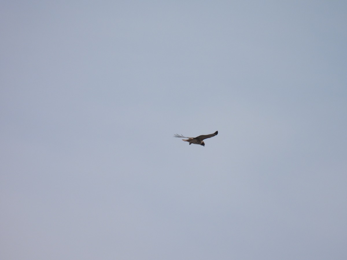 Red-tailed Hawk - Aiden Saari
