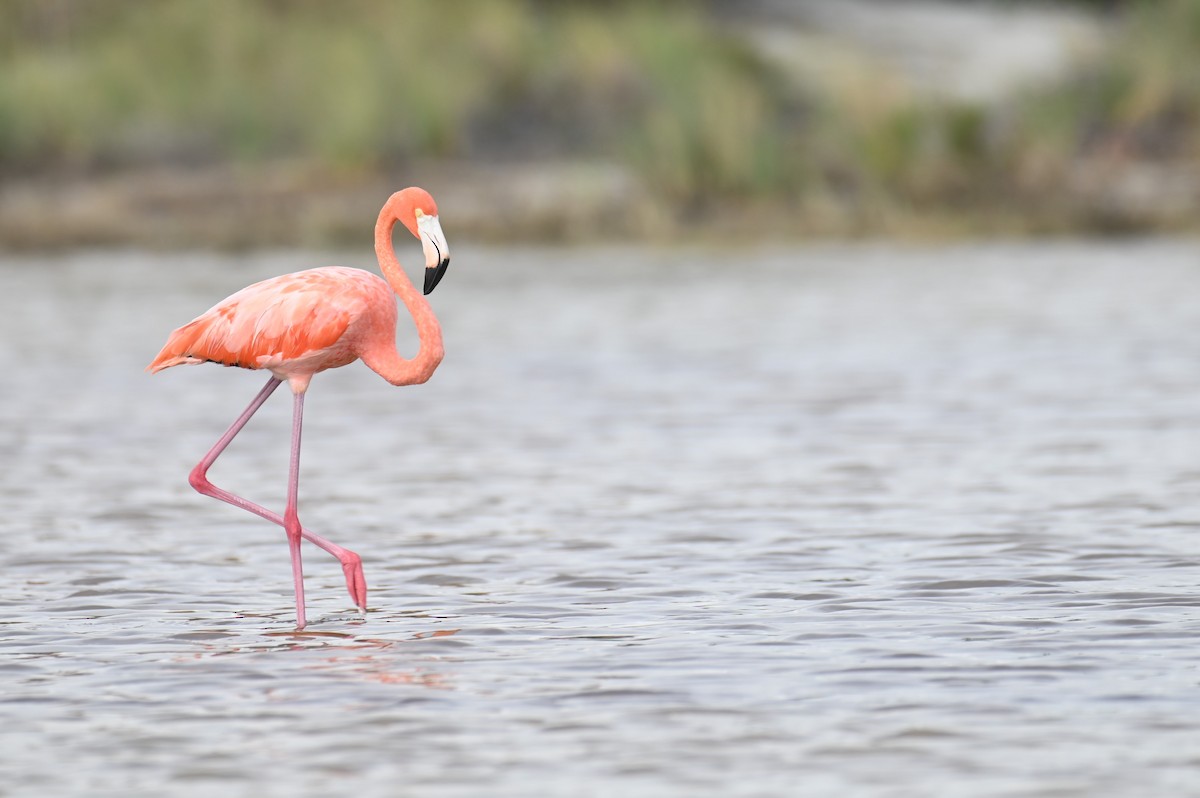 American Flamingo - ML615995282