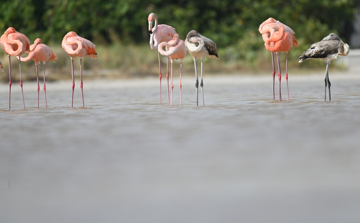 American Flamingo - Hannes Leonard