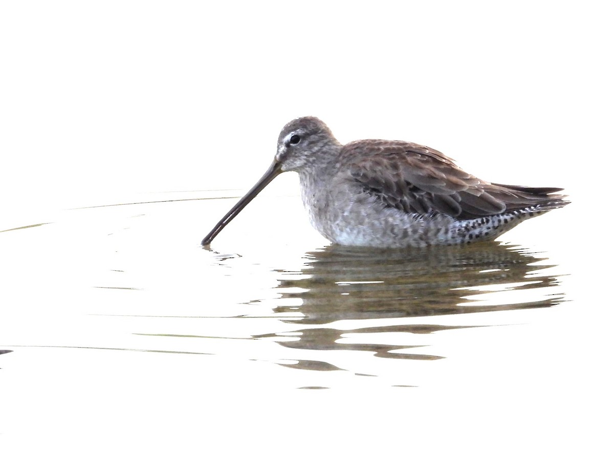 Long-billed Dowitcher - ML615995635