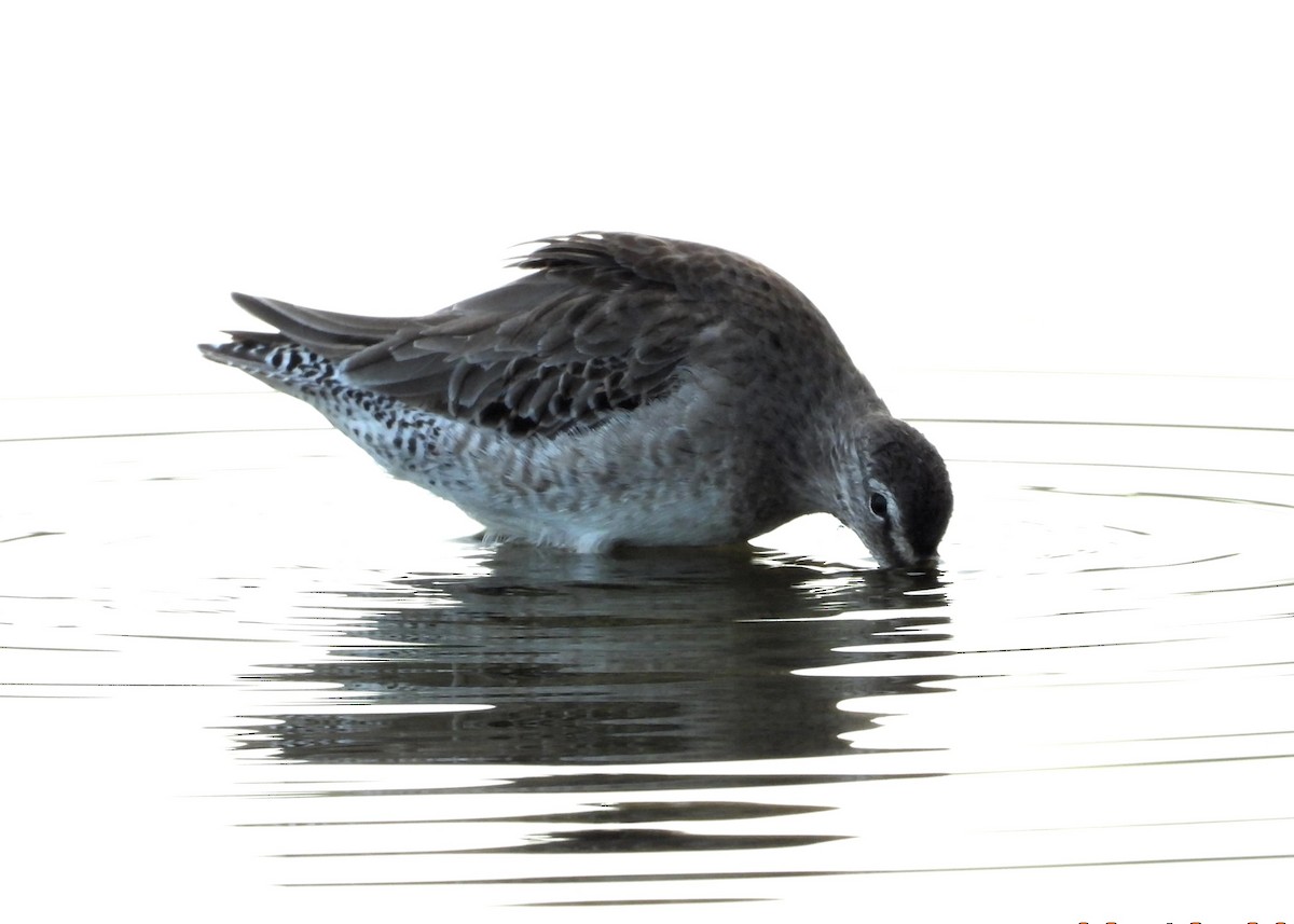Long-billed Dowitcher - ML615995765
