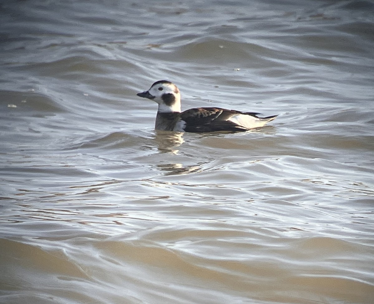 Long-tailed Duck - ML615995915