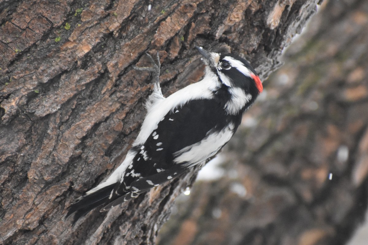 Downy Woodpecker (Rocky Mts.) - ML615995977