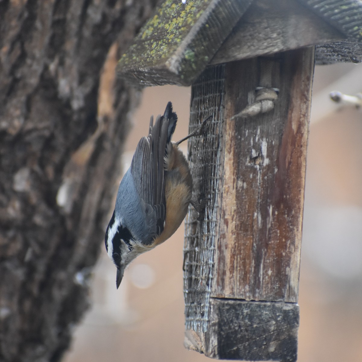 Red-breasted Nuthatch - ML615995995