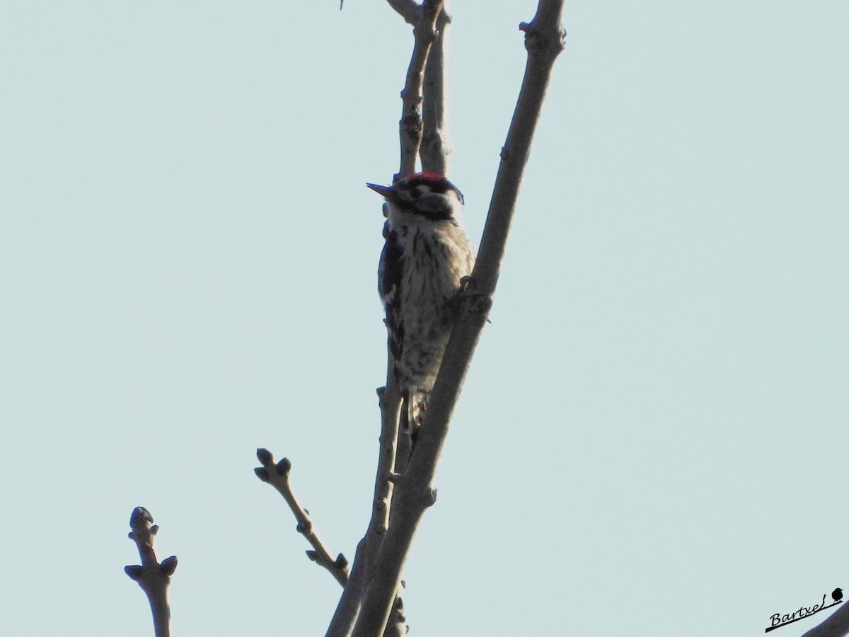 Lesser Spotted Woodpecker - ML615996003