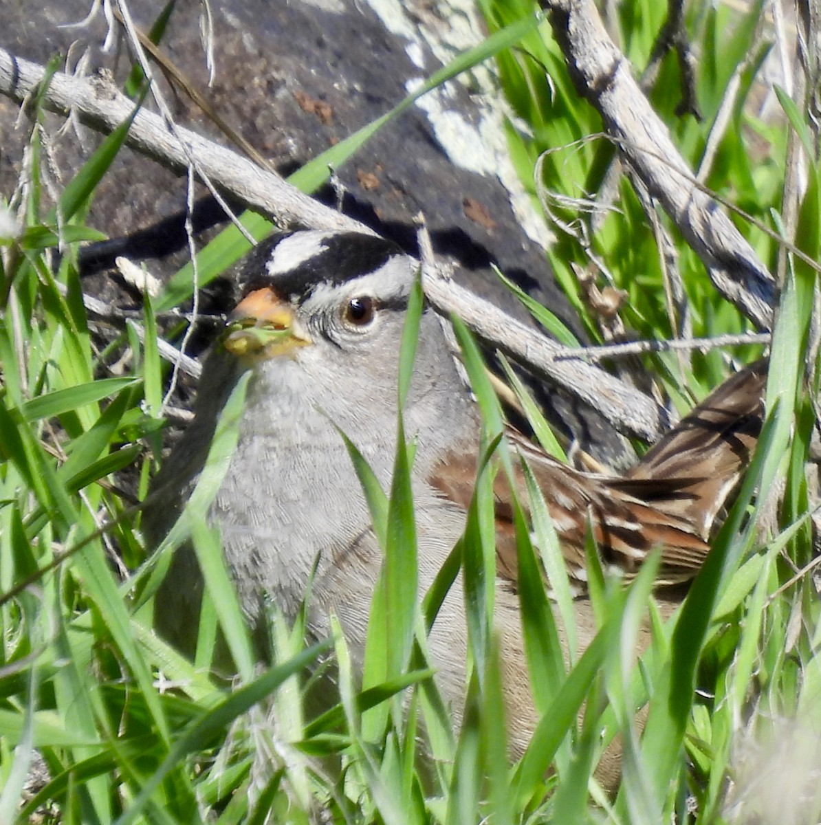 White-crowned Sparrow (Gambel's) - ML615996038