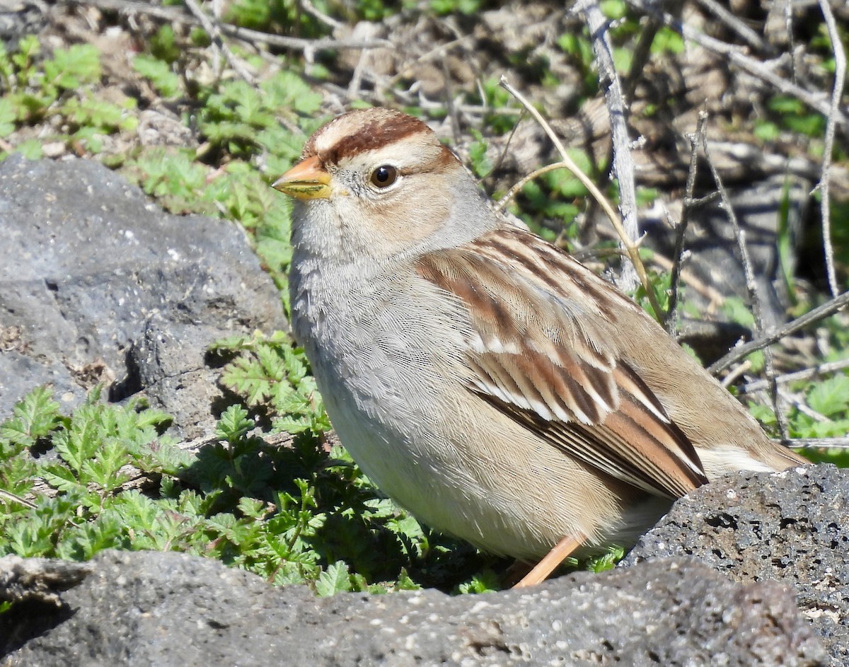 White-crowned Sparrow (Gambel's) - ML615996074