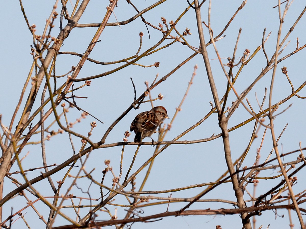 American Tree Sparrow - ML615996114