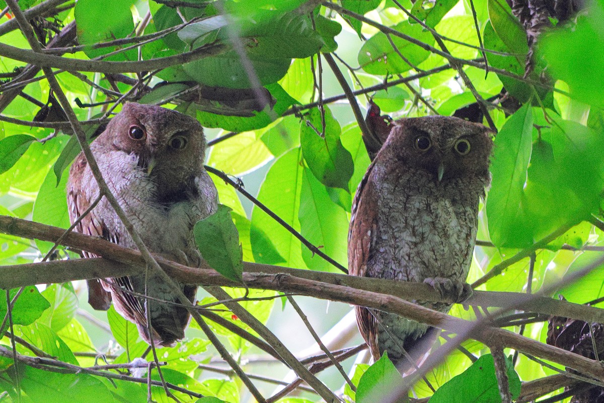 Middle American Screech-Owl - Diana Höhlig