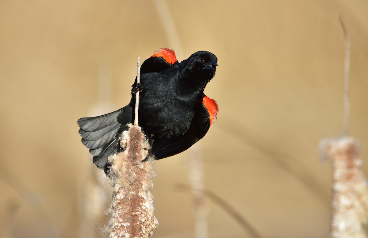 Red-winged Blackbird - ML615996229