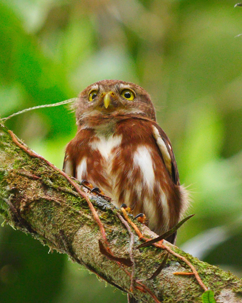 Central American Pygmy-Owl - Diana Höhlig