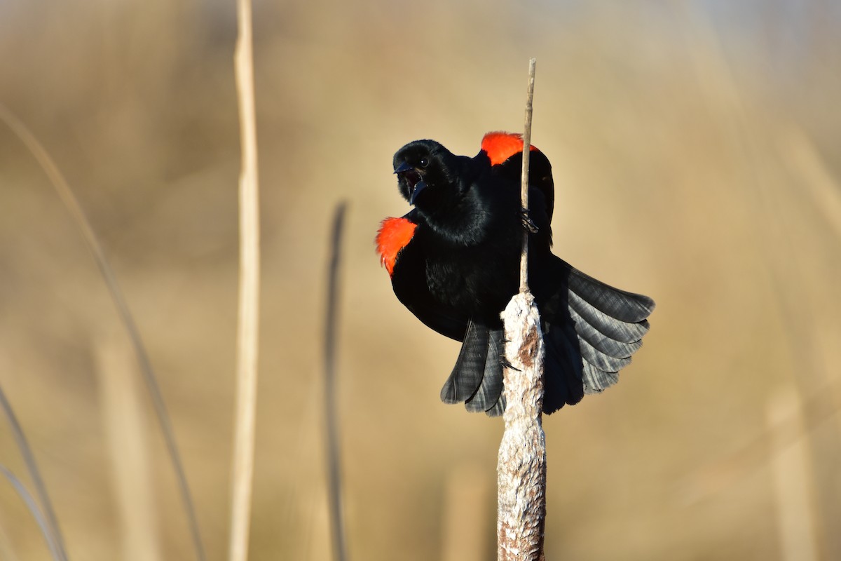 Red-winged Blackbird - ML615996238