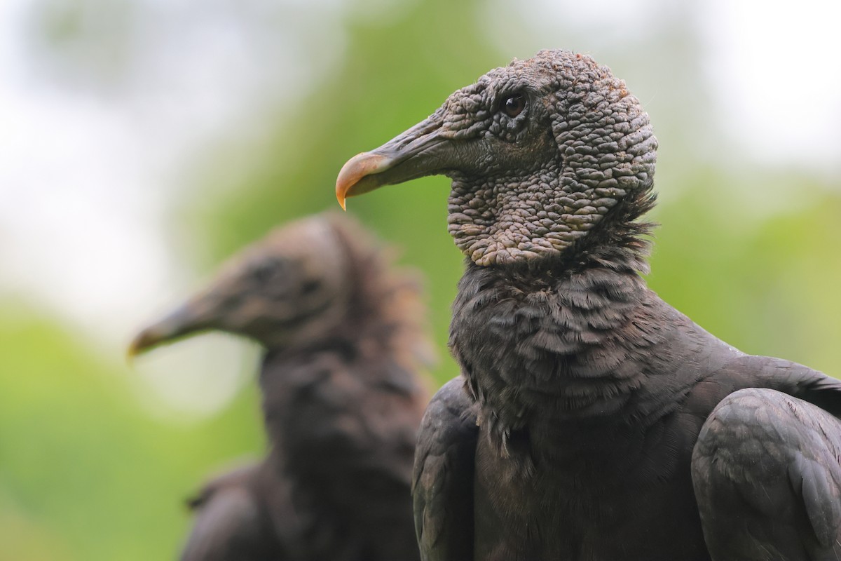 Black Vulture - Diana Höhlig