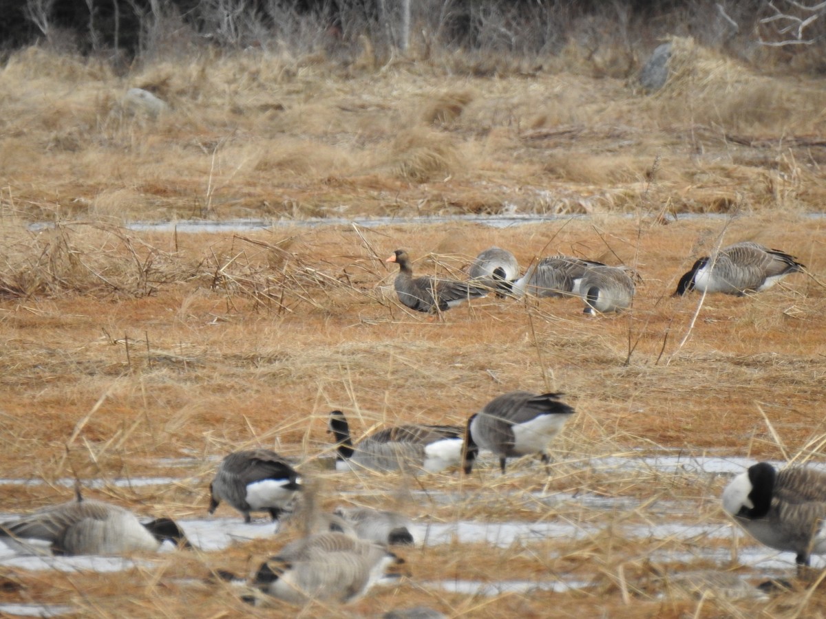 Greater White-fronted Goose - ML615996413
