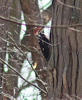 Pileated Woodpecker - ML615996446