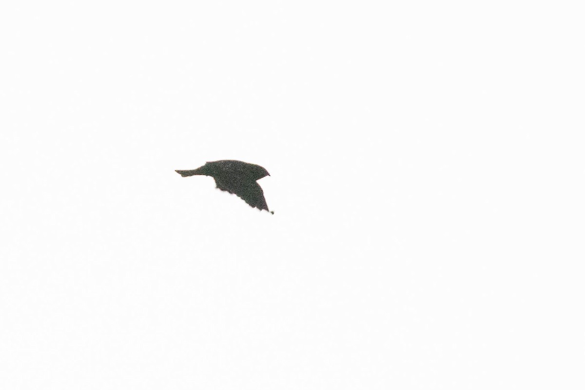 Short-tailed Nighthawk - ML615996459