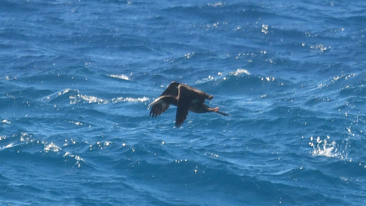 Brown Booby - ML615996484