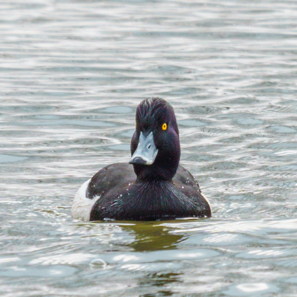 Tufted Duck - ML615996611