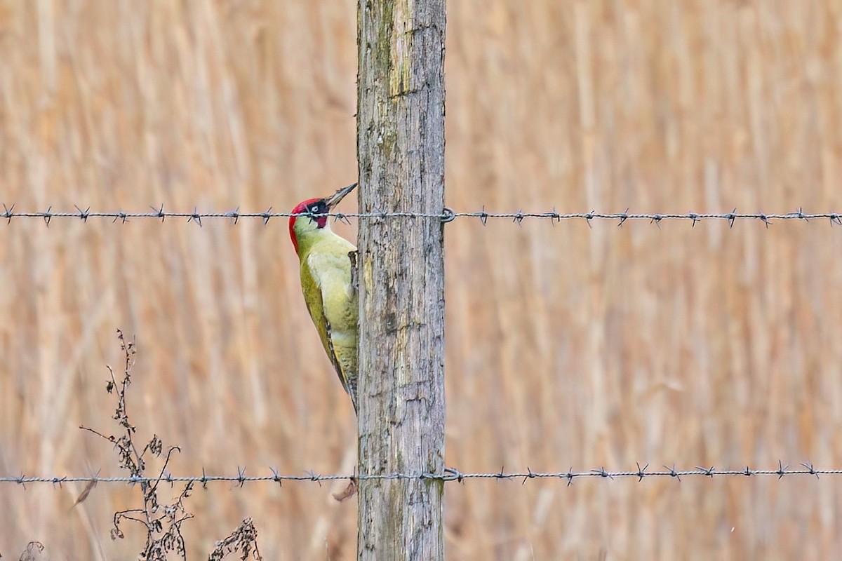 Eurasian Green Woodpecker - ML615996623