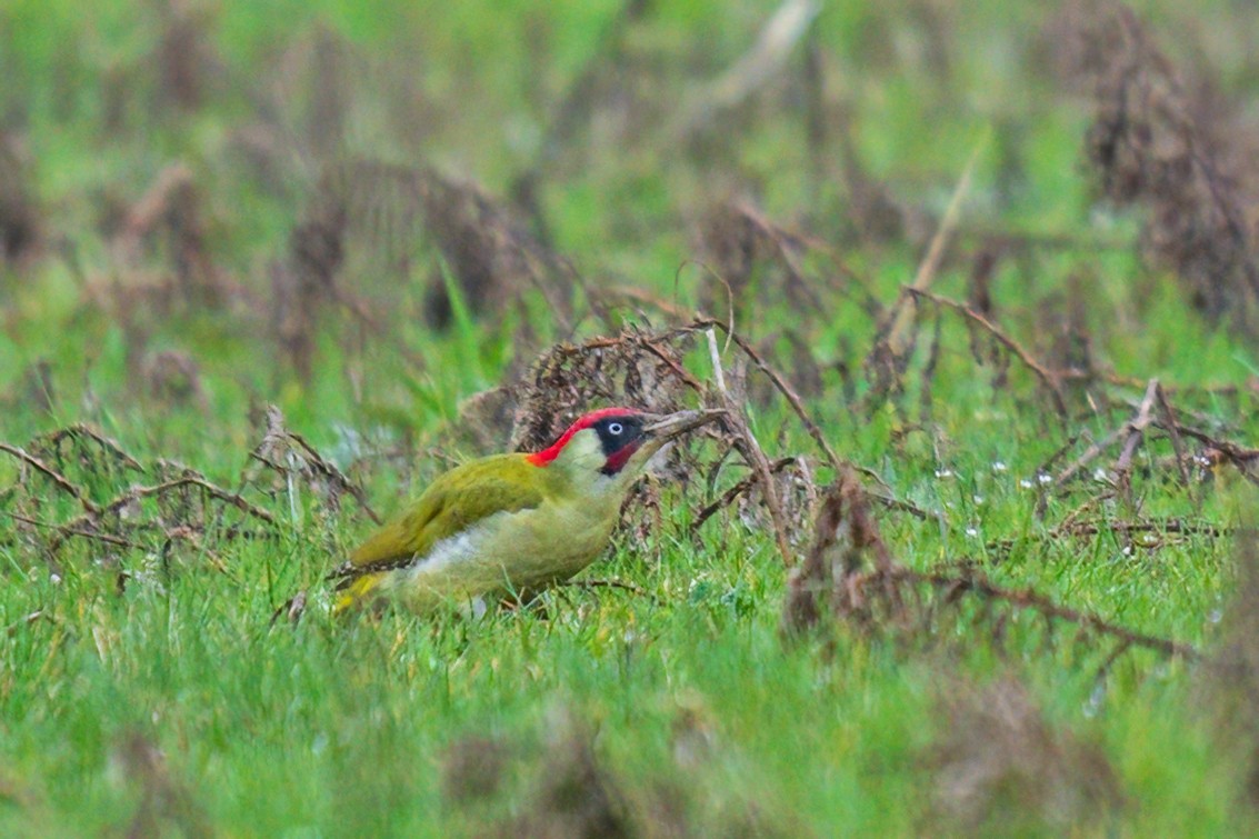 Eurasian Green Woodpecker - ML615996624