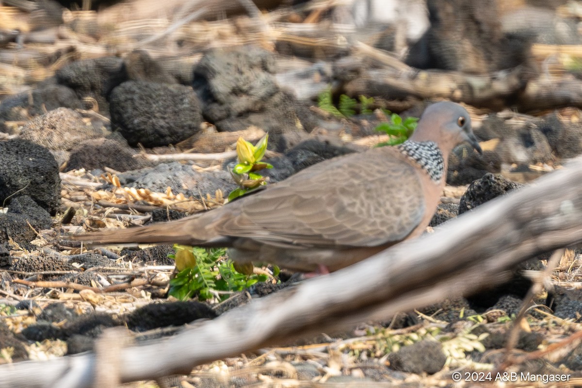 Spotted Dove - ML615996841