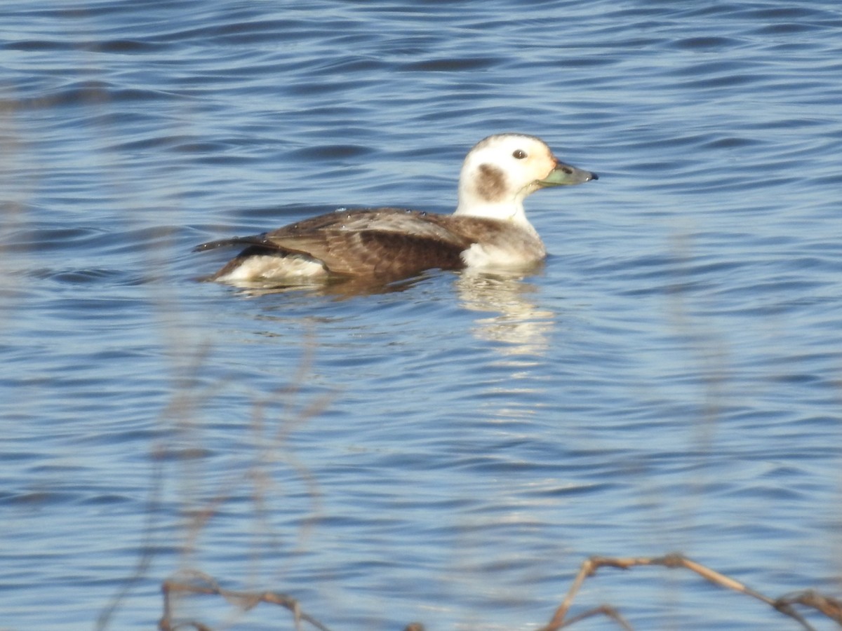 Long-tailed Duck - ML615996911