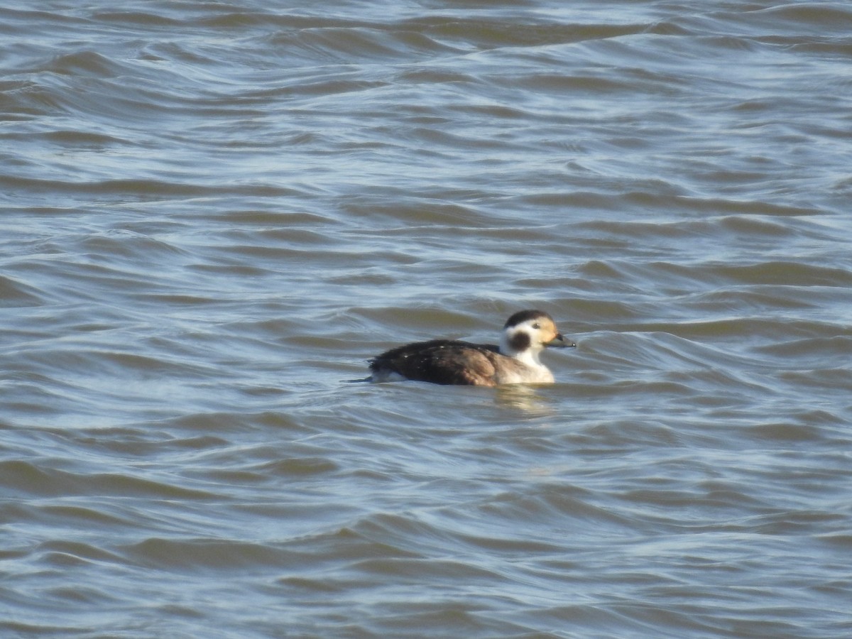 Long-tailed Duck - ML615996912