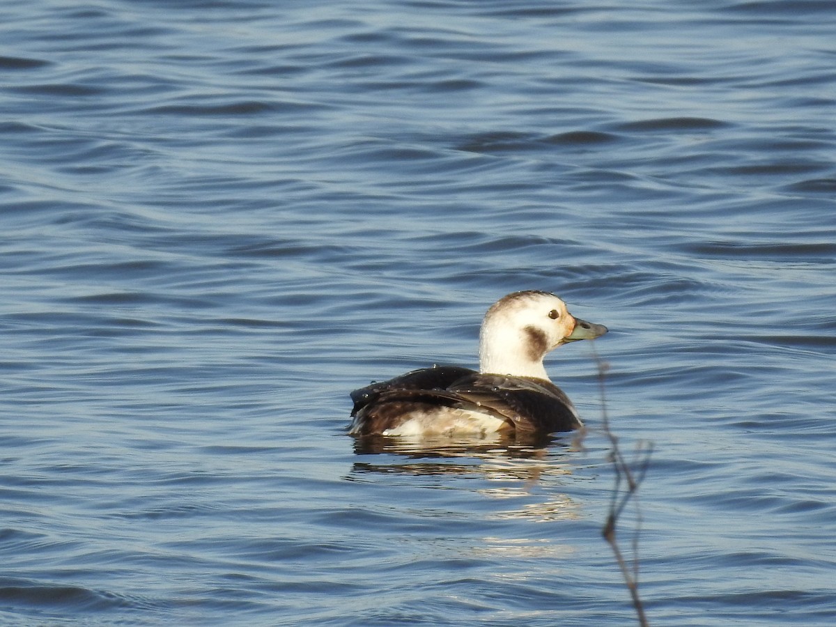 Long-tailed Duck - ML615996913