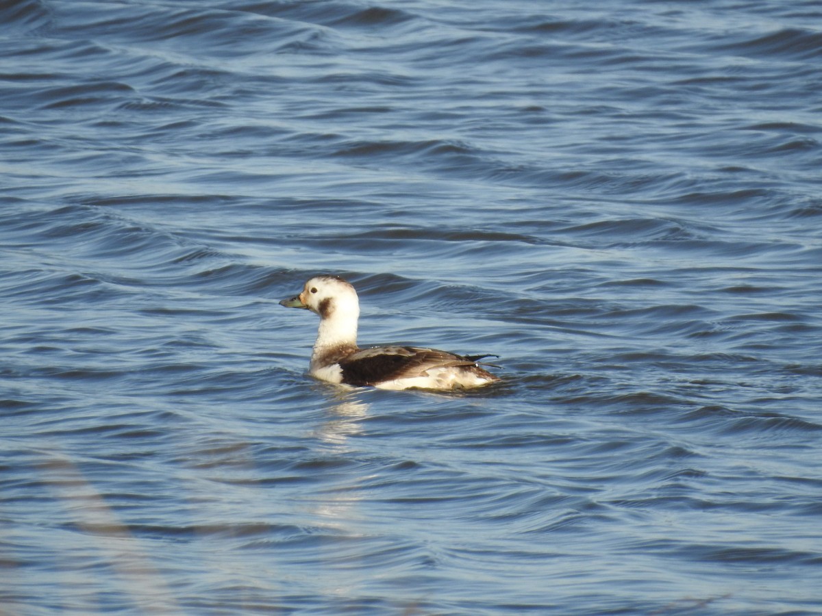 Long-tailed Duck - ML615996914
