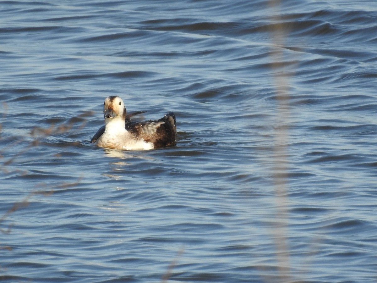 Long-tailed Duck - ML615996915