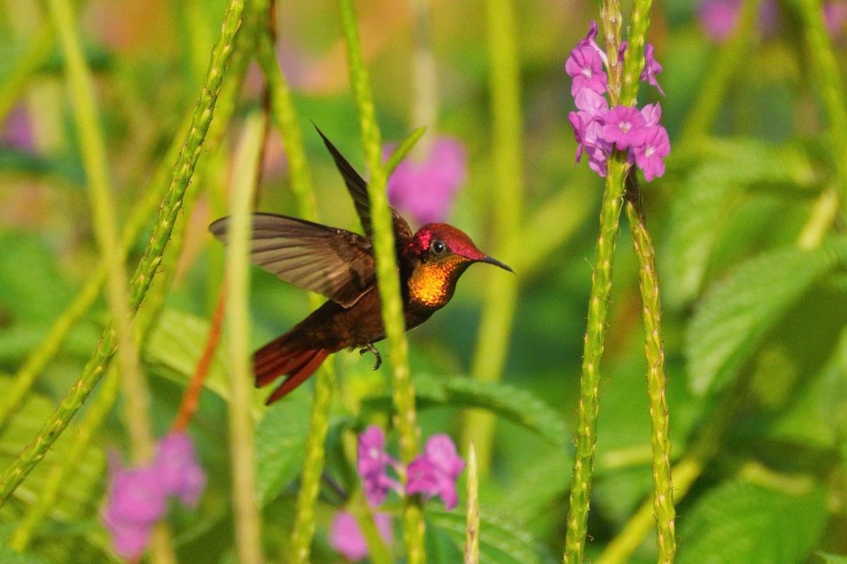 kolibřík červenohlavý - ML615997011