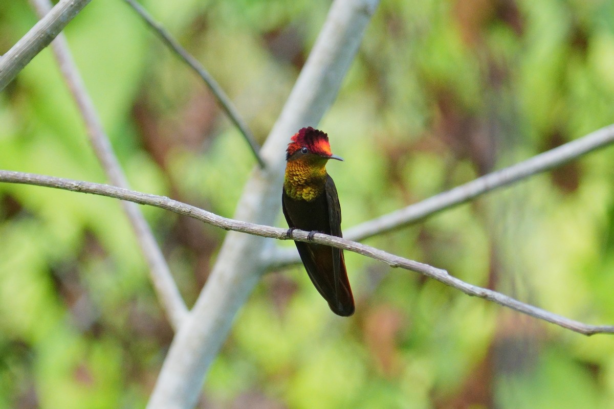 kolibřík červenohlavý - ML615997085