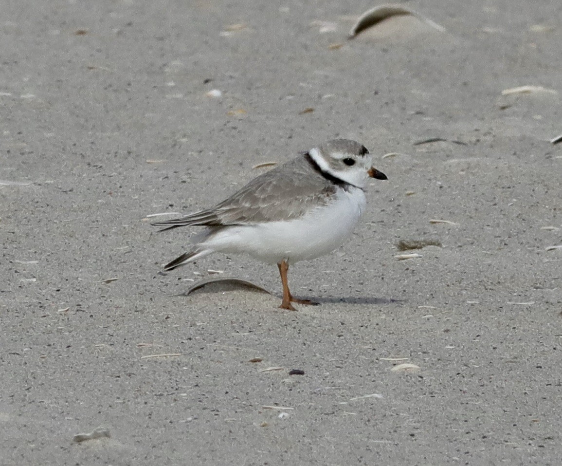 Piping Plover - ML615997483