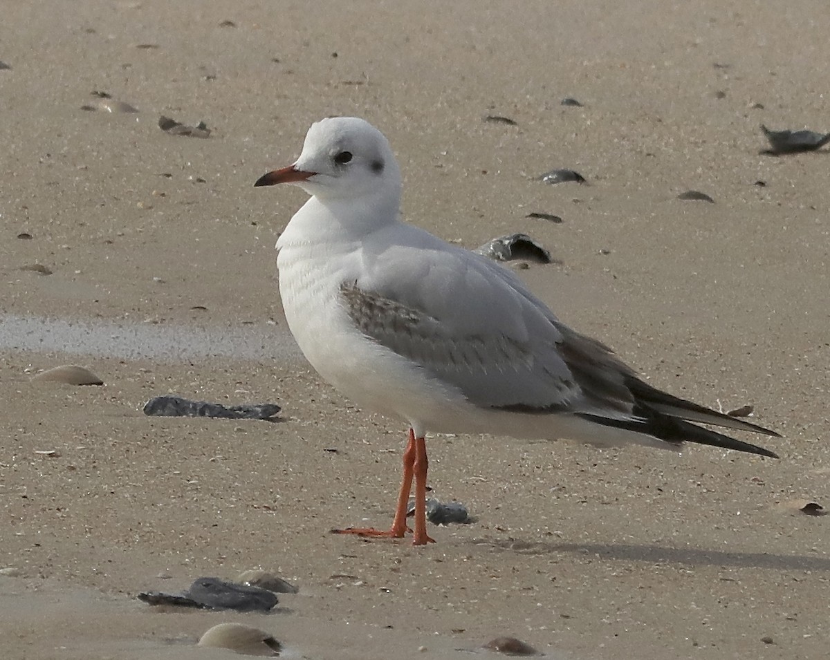 Mouette rieuse - ML615997502