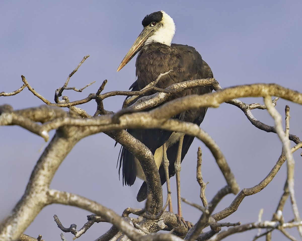 Asian Woolly-necked Stork - Grant Price