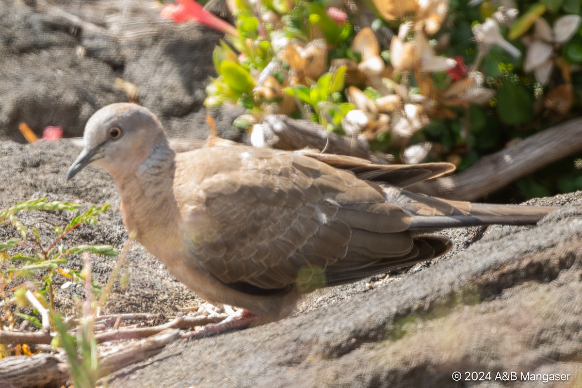 Spotted Dove - ML615997528