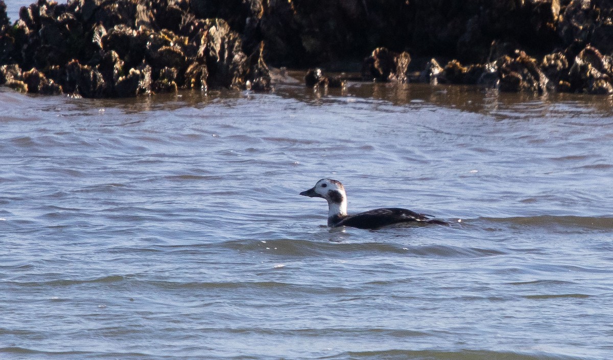 Long-tailed Duck - ML615997558