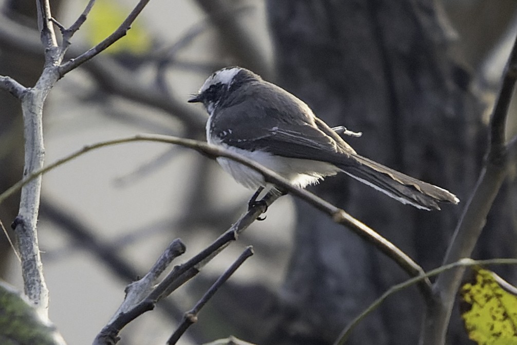 White-browed Fantail - ML615997574