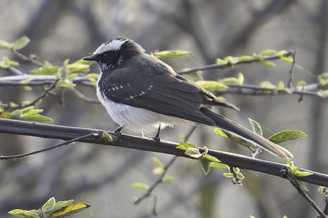 White-browed Fantail - ML615997575