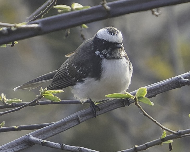 White-browed Fantail - ML615997578