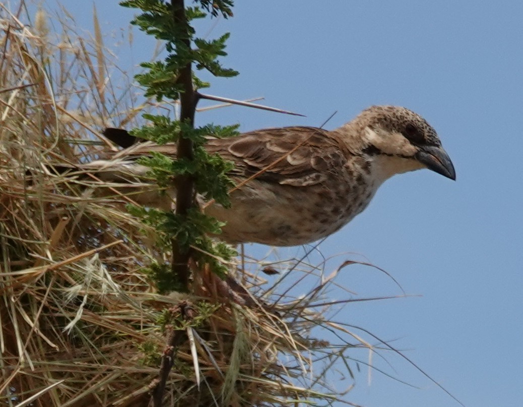Donaldson Smith's Sparrow-Weaver - ML615997604