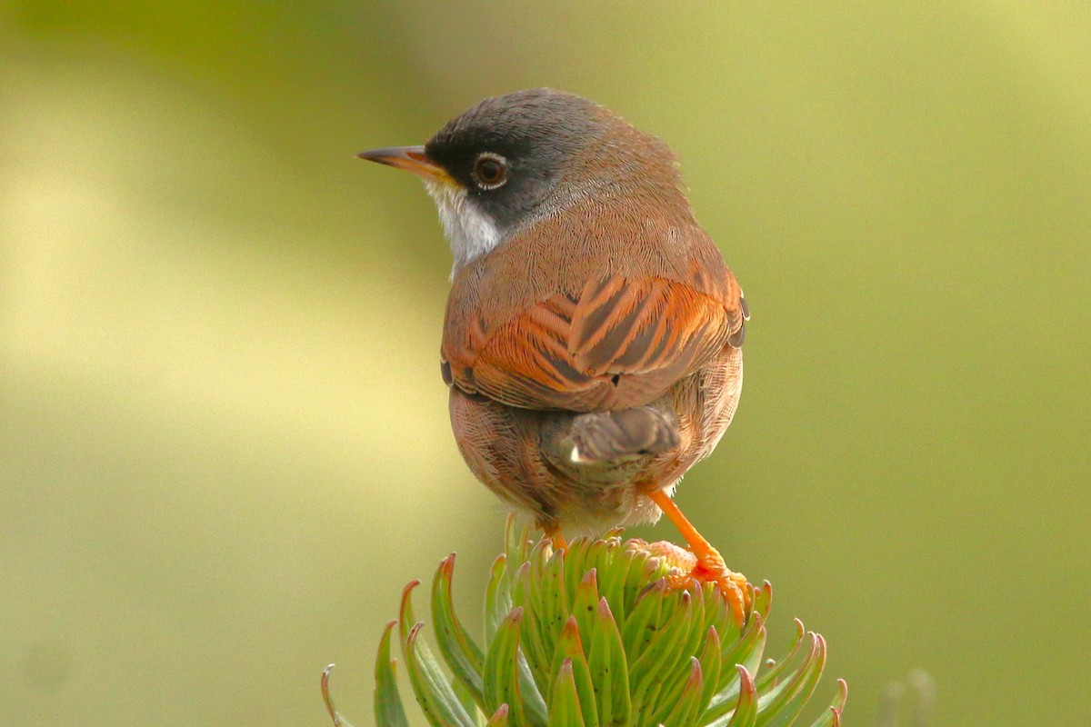 Spectacled Warbler - ML615997647