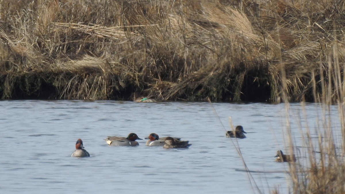 Green-winged Teal - ML615997953