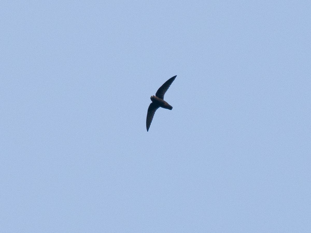 Spot-fronted Swift - ML615998012